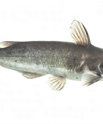 Pesci gatto punteggiati