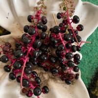 Pianta per colorare tessuti ORBACE