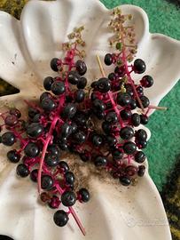 Pianta per colorare tessuti ORBACE