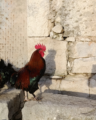 Gallo marans