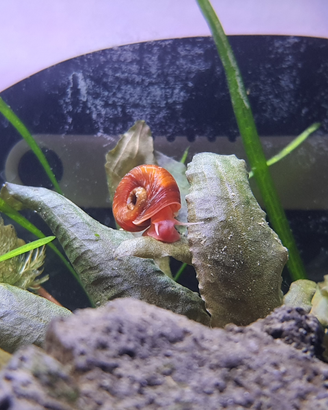 Planorbarius