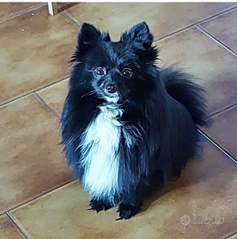 Volpino di Pomerania