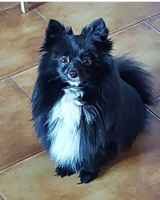 Volpino di Pomerania