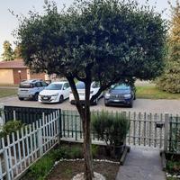 Ulivo 3 metri