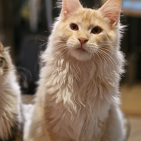 Cucciolo maine coon