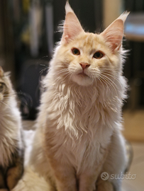 Cucciolo maine coon