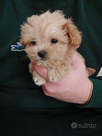 Maltipoo
