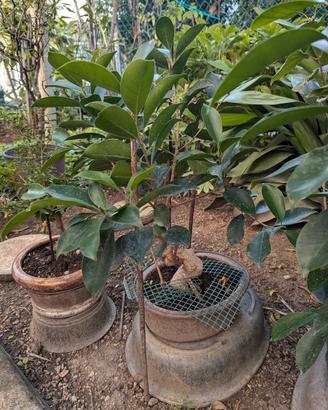 Ficus Retusa Bonsai 