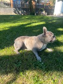 Femmina di Bulldog francese colore Merle