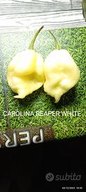 Carolina Reaper White, Red, Yellow, ecc.Semi