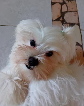Ultimo maltese toy