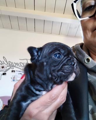 Bulldog francese femmina