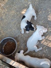 Jack russell cuccioli
