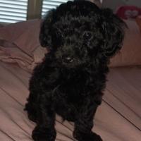 Barboncino Toy piccola taglia