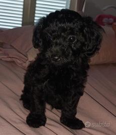 Barboncino Toy piccola taglia