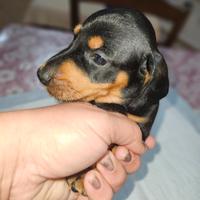 Bassotto nano kaninchen