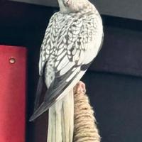 Calopsite domestiche