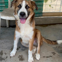 2anni e 1/2 bello e buono ma nessuno lo notaSICIL