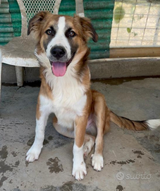 2anni e 1/2 bello e buono ma nessuno lo notaSICIL