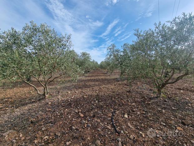 Lotto agricolo piantumato e recintato