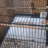 Femmina a di usignolo del giappone