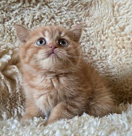 British shorthair rosso-chocolate-crema pedigree