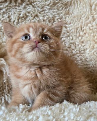 British shorthair rosso-chocolate-crema pedigree