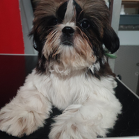 Shih Tzu con pedigree