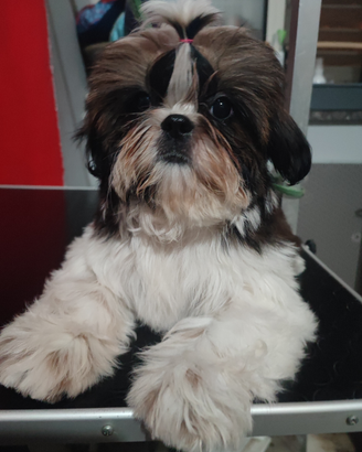 Shih Tzu con pedigree