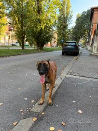 Pastore belga malinois