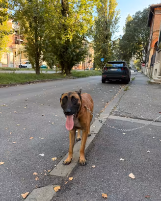 Pastore belga malinois