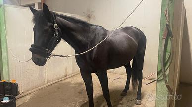 CAVALLA TROTTER ITALIANA