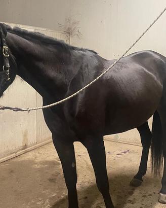 CAVALLA TROTTER ITALIANA