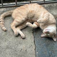 Gatto maschio