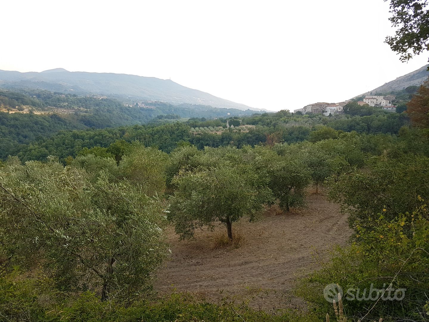 Uliveto su terreno agricolo con grande rudere - Vista 5