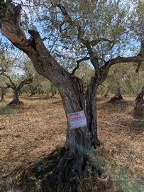 Terreno Agricolo