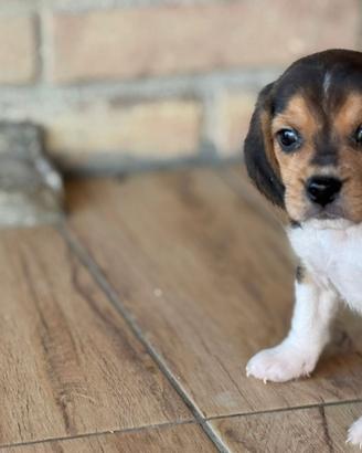 Beagle