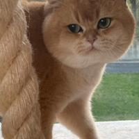 Accoppiamento british golden shell