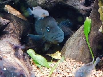 Pesci Steatocranus casuarius