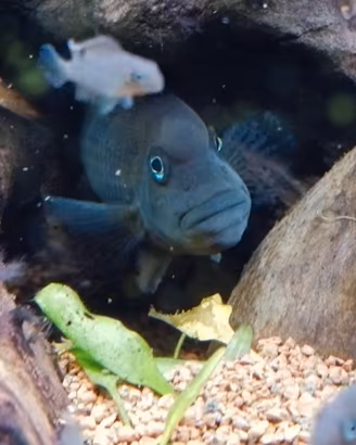 Pesci Steatocranus casuarius