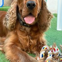Cocker spaniel