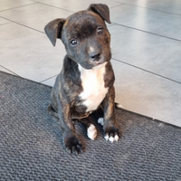 Staffordshire Bull Terrier