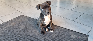 Staffordshire Bull Terrier