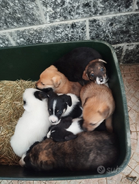 Cuccioli taglia piccola