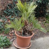 Palma nana foglia a ventaglio