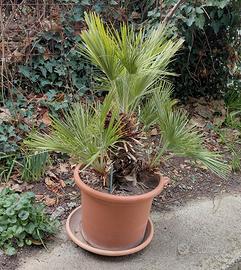 Palma nana foglia a ventaglio