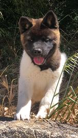 Akita Americano Cuccioli