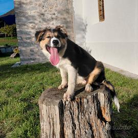  cucciola border colli