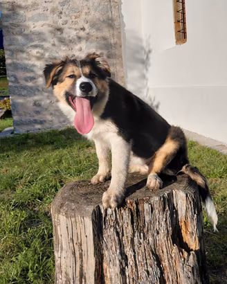  cucciola border colli