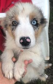Australian Shepherd cucciolo Pastore Australiano